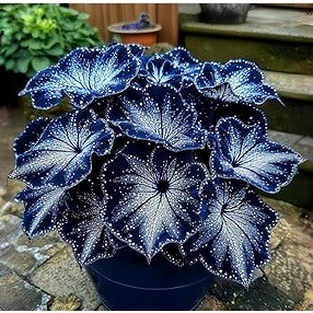 Moonlight Butterfly Begonia Flower Seeds [neera-v5-e959e6d0cdbb884a044b]