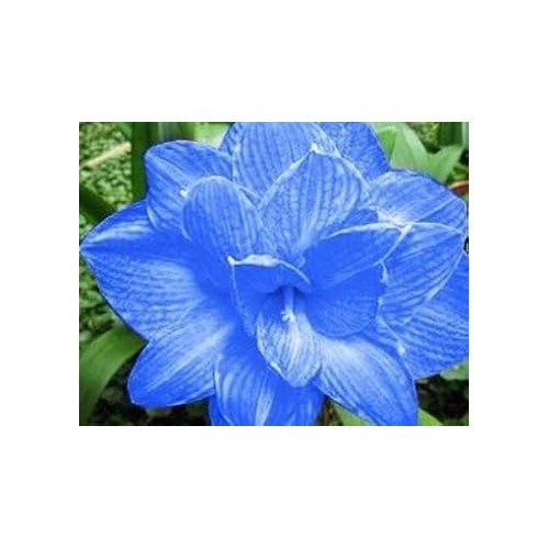 Blue Hippeastrum Flower Seeds for Planting | Heirloom Non-GMO High Germination Organic Garden Seeds [neera-v5-e95b4158c3f44334b854]