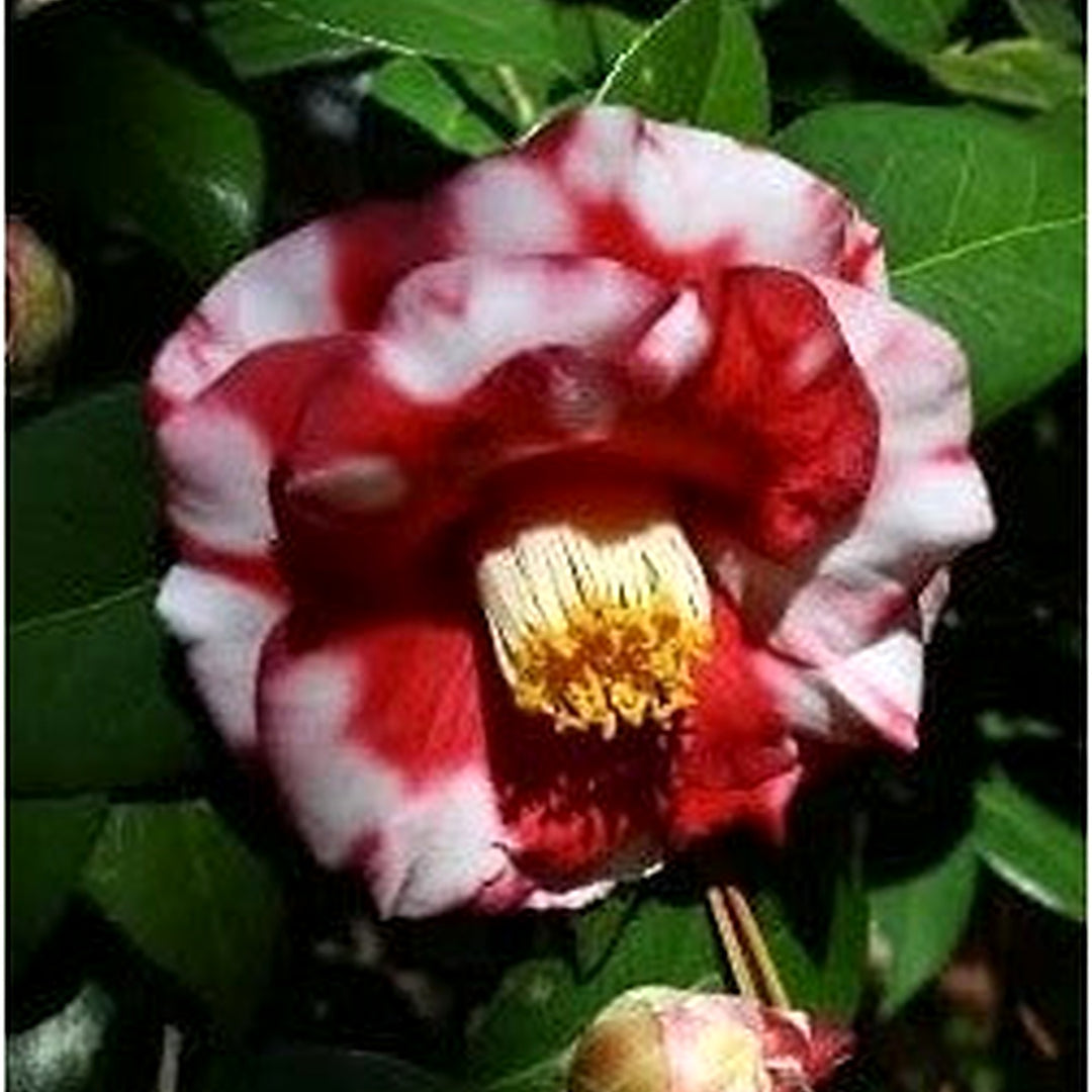 Burgundy White Camellia Flower Seeds [neera-v5-e9608137fe27714793f2]