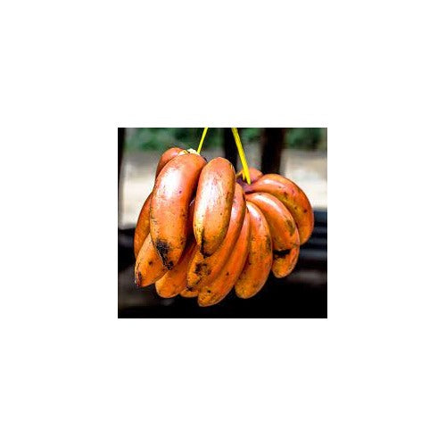 Orange Banana Fruit Seeds for Planting [neera-v5-e96488cc170642bc2383]