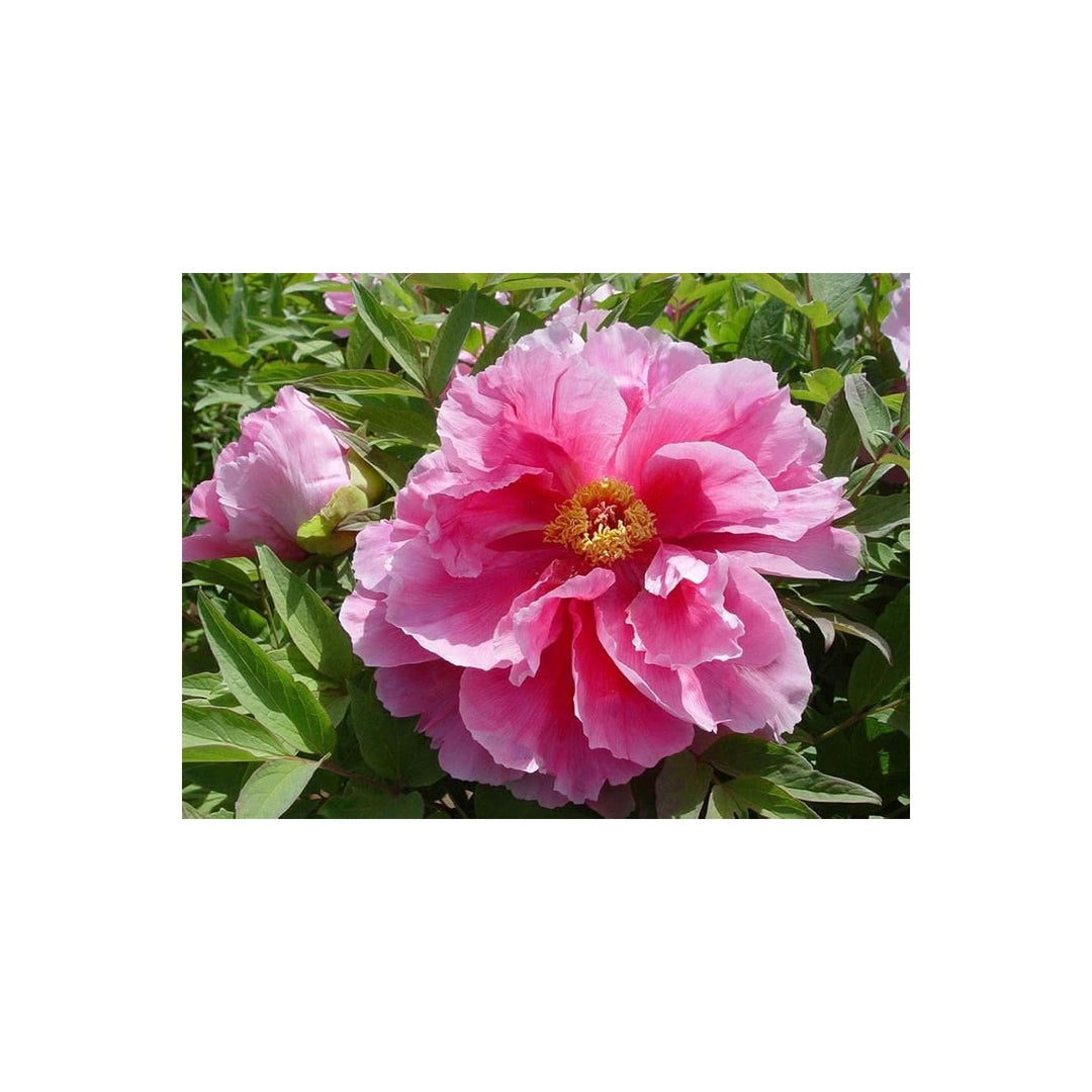 Peony Paeonia Lactiflora Flower For Planting In Backyard Gardening Flower Beds Flower Seeds for [neera-v5-e96a22e2c4d12e1fe00e]