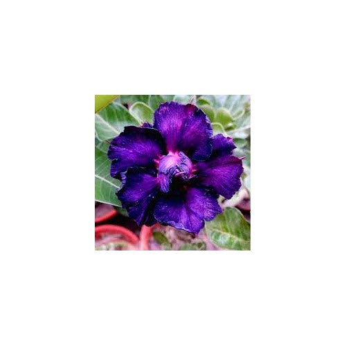 Purple Peakfha Desert Rose Planting Adenium Flower Heirloom Non Gmo Fragrant Climbing Annual [neera-v5-e978f9661b96e107dc0d]
