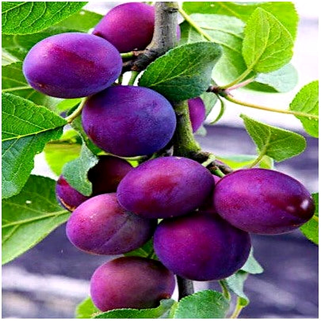 American Plum Tree Prunus Americana Fast Fruit Flower Plant Hardy Zone Heirloom Non Gmo Flower [neera-v5-e978fe3be157378c8544]