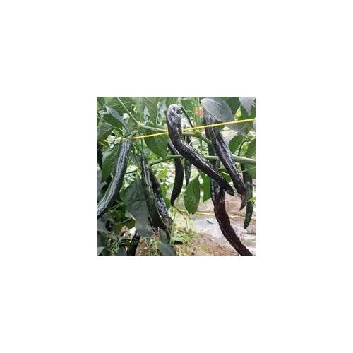 Pasilla Bajio Chile Pepper Seeds for Planting [neera-v5-e980f02a72cad0c9108a]