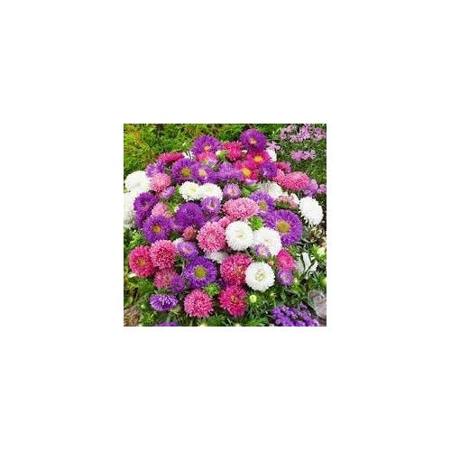 Aster Flower Seeds Heirloom Non GMO Planting [neera-v5-e98892d217f310ff9b94]