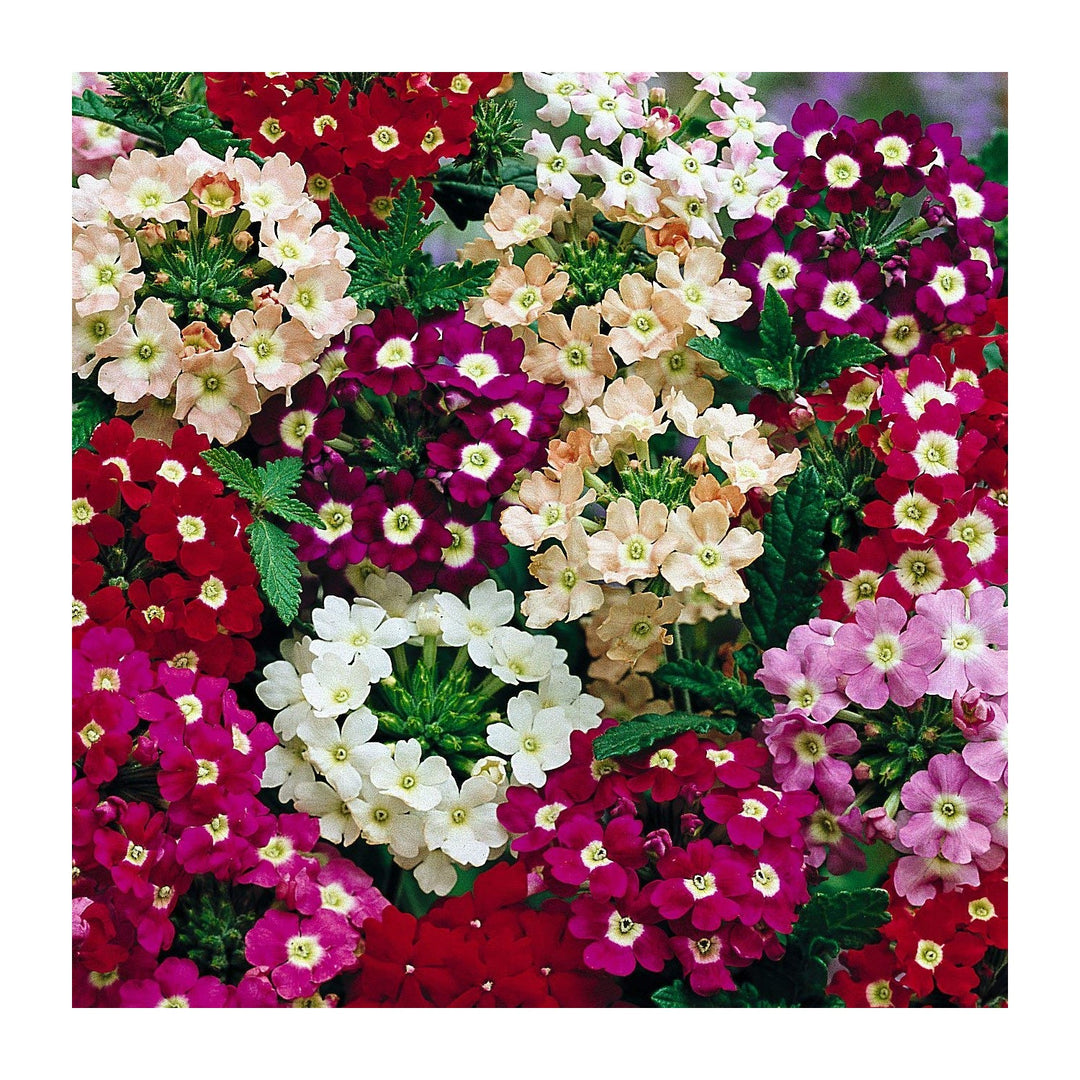 Heirloom Verbena Plant Non Gmo Colorful Blooms Pollinator Friendly Garden Planting Flower Seeds [neera-v5-e98ddc22adafe9f00167]