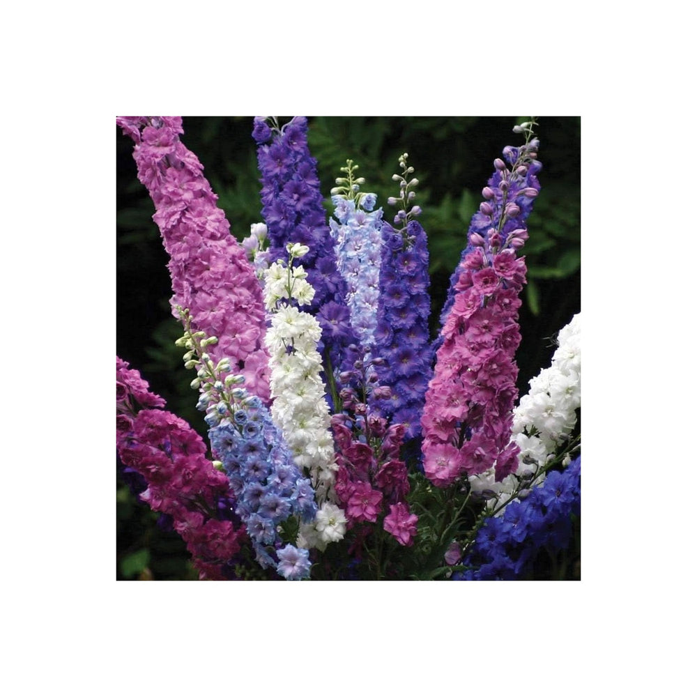 Delphinium Delphinium Elatum Flower For Tall Border Gardens And Landscape Planting Flower Seeds for [neera-v5-e99350fdd359b58d71c9]