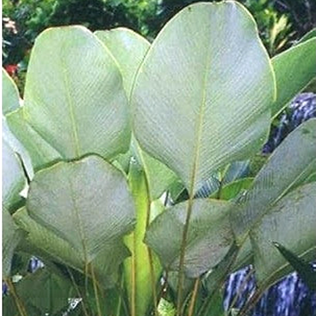 Calathea Lutea Mexican Cigar Plant Seeds for Planting [neera-v5-e9adfd925379a7253a5c]
