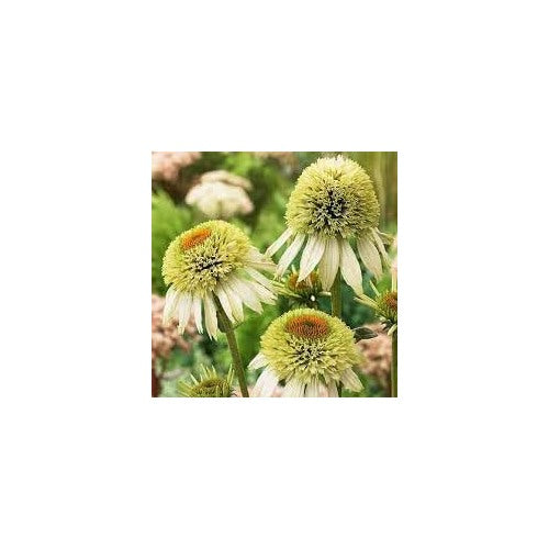 Light Yellow Echinacea Flower Seeds for Planting [neera-v5-e9b5423f78df4cdb201b]