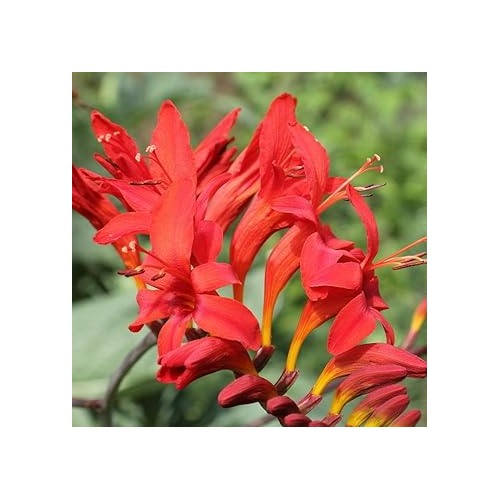 Crocosmia Lucifer Flower Seeds for Planting [neera-v5-e9c5eee28a7d7524ccf3]