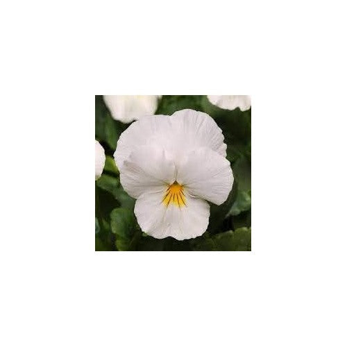 Heirloom Non-GMO Pansy Flower Seeds for Planting [neera-v5-e9cbcd6d0a21432e4a0e]