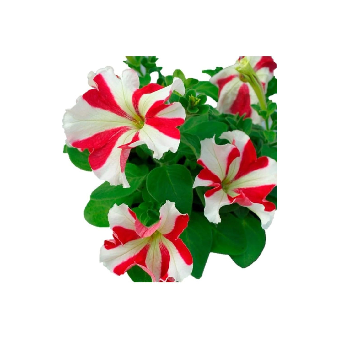 Petunia Petunia Hybrida Flower For Planting In Vertical Garden Baskets Patio Containers Flower [neera-v5-e9d2174ba499e62cc8f1]