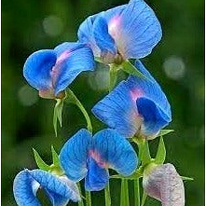 Heirloom Non-GMO Lathyrus Sativus Flower Seeds for Planting [neera-v5-e9d9aeaf0b57c7b3e8f5]