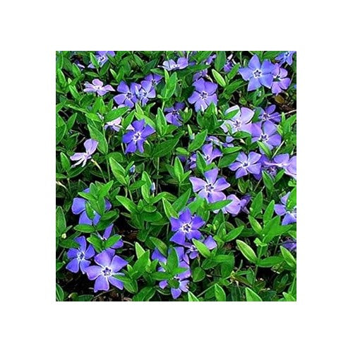 Vinca Minor Flower Seeds for Planting [neera-v5-e9db72e7ad305a51df96]