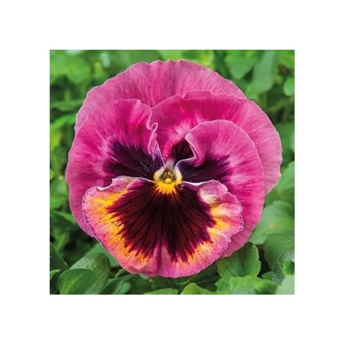 Pansy Rose Plant Seeds for Planting Non-GMO Heirloom Garden Seeds Perfect for Home Garden and Outdoor Growing [neera-v5-e9e1b1544f2abd5872da]