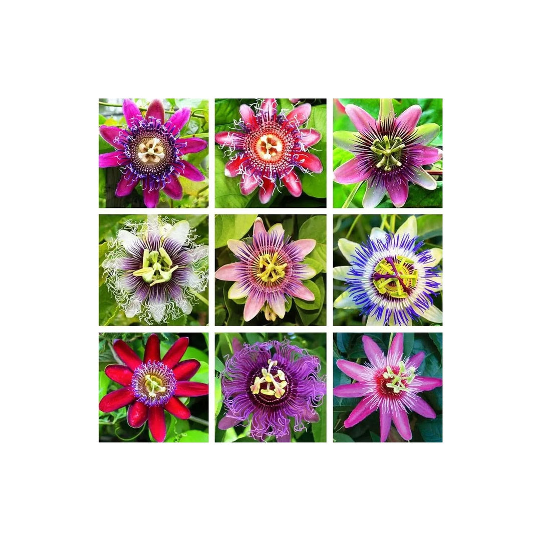 Heirloom Non Gmo Multi Colored Passion Flower For Planting Exotic Climbing Vine Bloom Flower Seeds [neera-v5-e9e8ea4a3d349336565b]