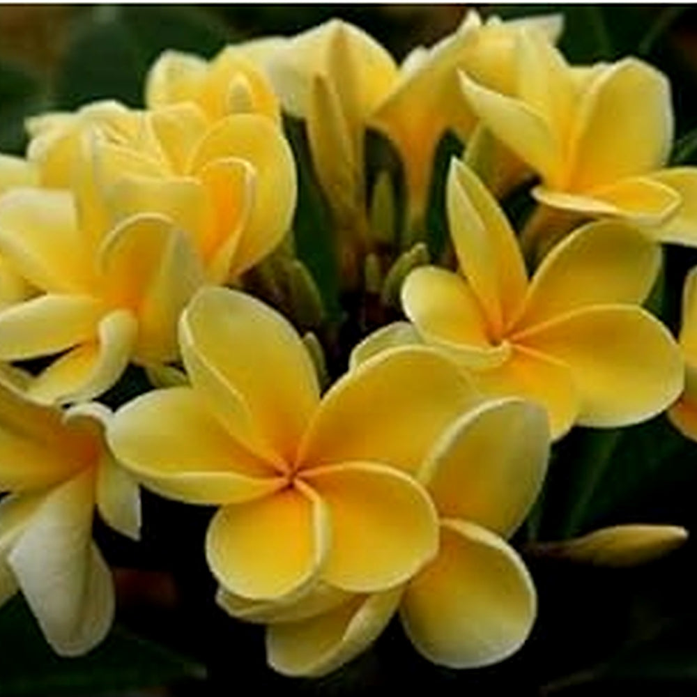 Light Yellow Frangipani Flower Seeds [neera-v5-e9f3ab70506b271171d1]