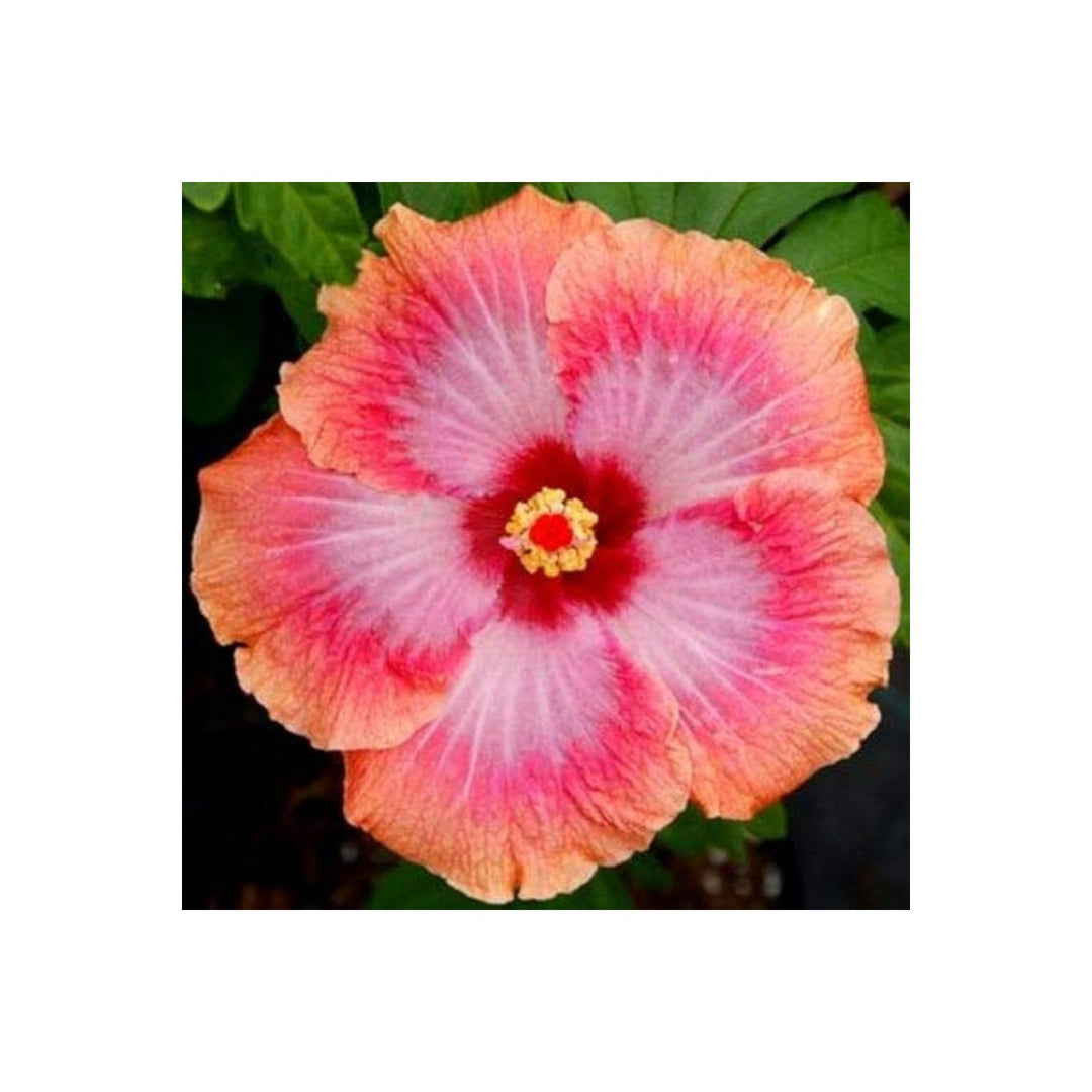 Orange Pink Hibiscus Hibiscus Moscheutos Rare Giant Flower For Planting Great For Backyard [neera-v5-e9f7c89343e0c07d926d]