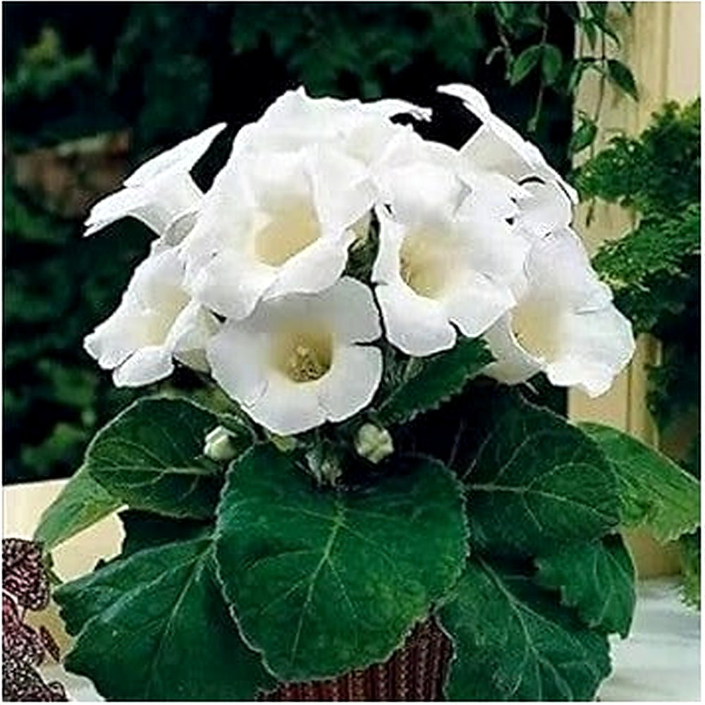 White Gloxinia Seeds for Planting [neera-v5-e9fb4e11fafe074e5a20]