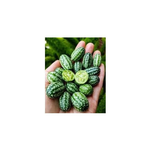 Mini Melon Fruit Seed Pack for Planting | Heirloom Non-GMO Organic Garden Seeds for Small Sweet Melons [neera-v5-e9fc64f62341e75a4886]