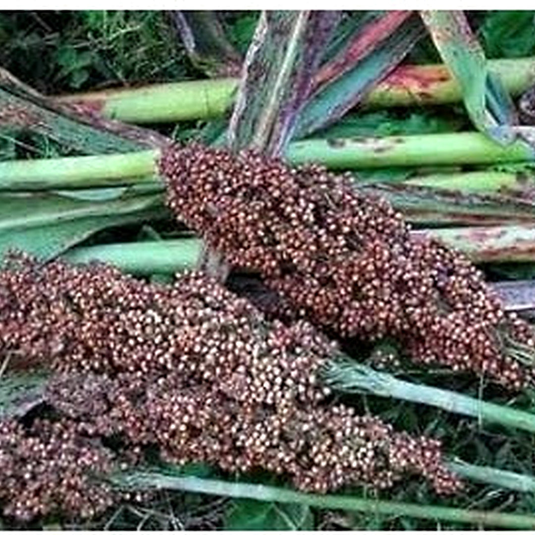 Red Sorghum Vegetable Seeds for Planting [neera-v5-ea0226af481bc3ddd74d]