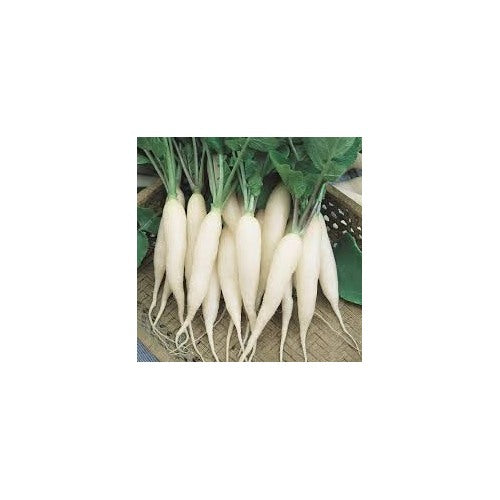 White Radish Vegetable Seeds for Planting [neera-v5-ea0b588edddff605a131]
