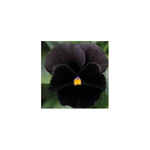 Heirloom Non-GMO Black Pansy Flower Seeds [neera-v5-ea0d442f8441fd4e28ef]