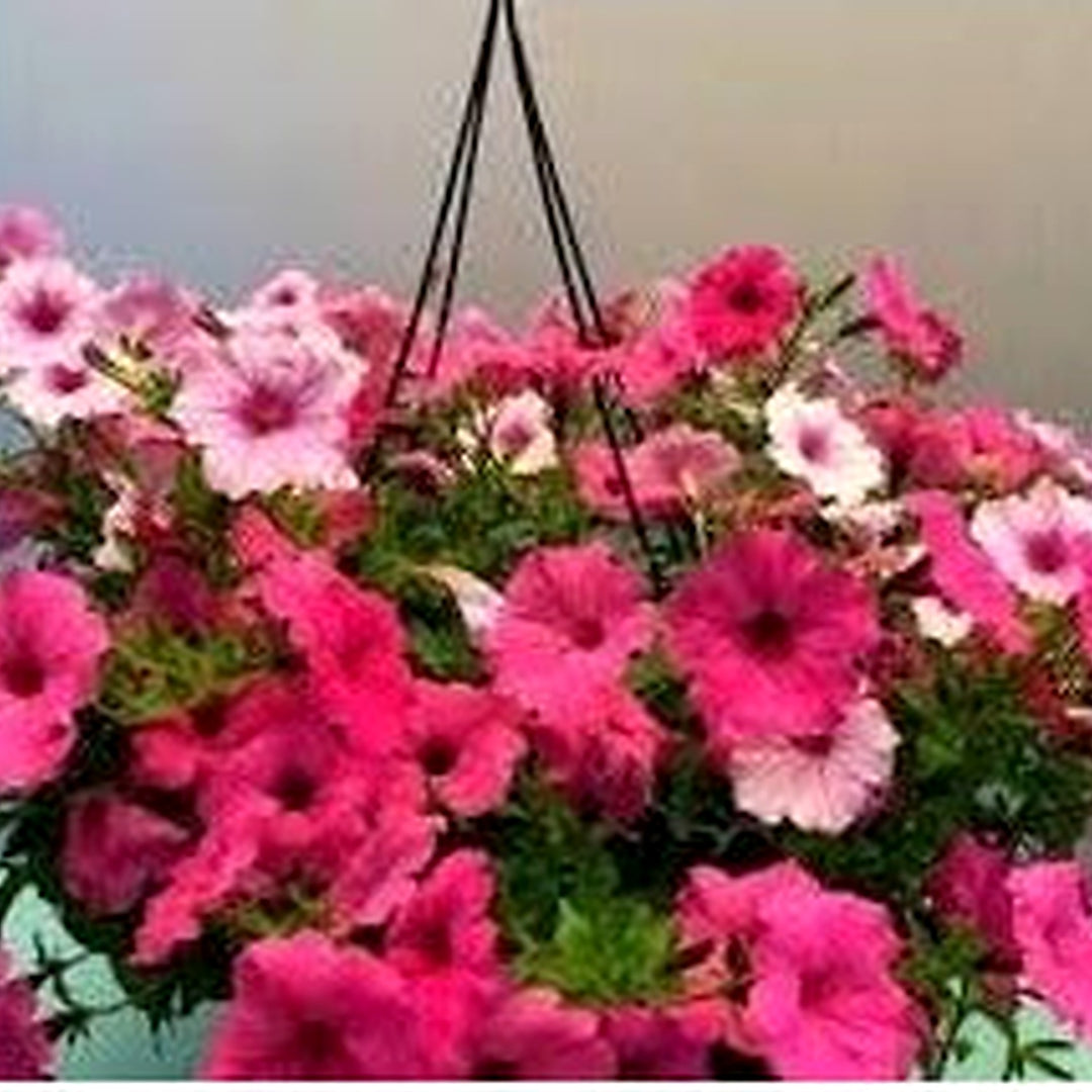 Brick Pink Hanging Petunia Flower Seeds for Planting [neera-v5-ea0faaa27716bd5bfcc8]