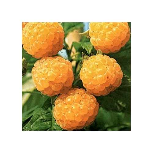 Gold Raspberry Fruit Seeds for Planting [neera-v5-ea164b68b8845e53caf5]