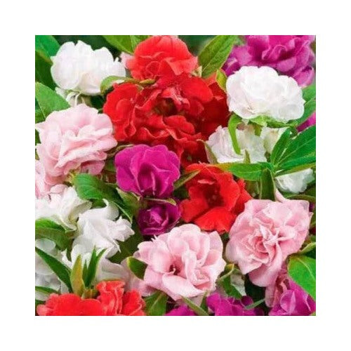 Camelia Flowered Mix Impatiens Planting Non Gmo Store Heirloom Easy To Grow Annual Blooms [neera-v5-ea1912df4e5755a73792]