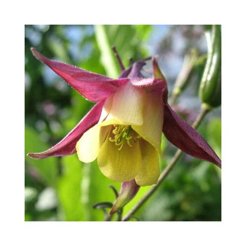 Oriental Columbine Planting Non Gmo Store Heirloom Perennial Pollinator Friendly Flower Seeds [neera-v5-ea19e0de936c63b4291c]