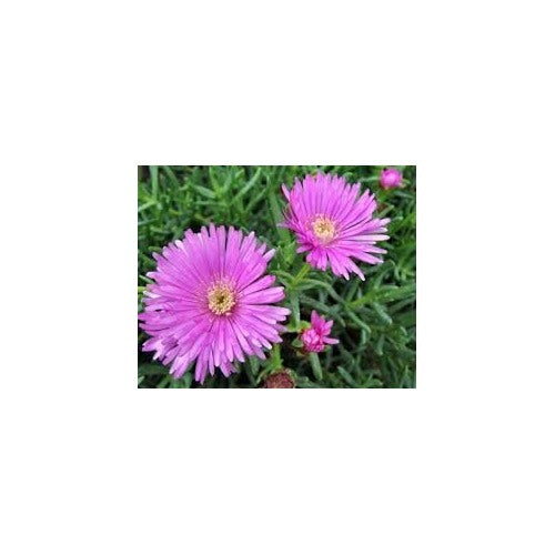 Lampranthus Roseus Plant Seeds for Planting [neera-v5-ea1c480b7c557386fa30]