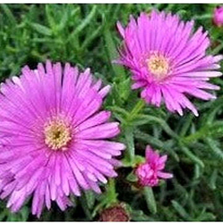 Lampranthus Roseus Plant Seeds for Planting [neera-v5-ea1c480b7c557386fa30]