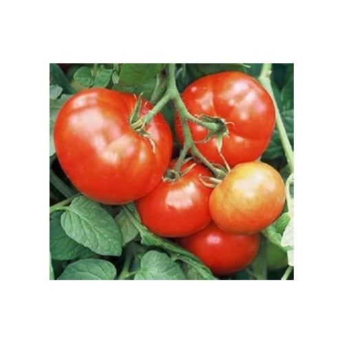 Heirloom Red Tomato Seeds for Planting [neera-v5-ea1c648c8cf5d398ee18]