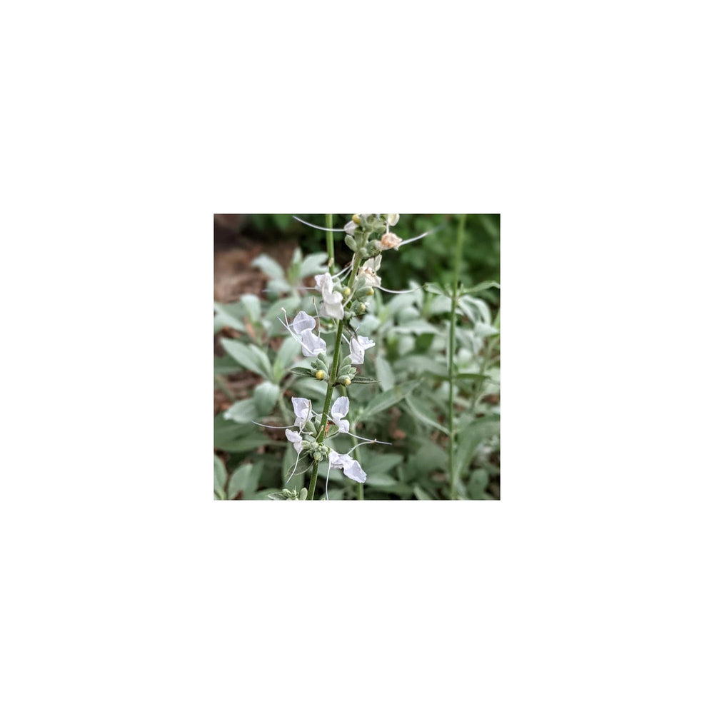 White Sage Planting Organic Heirloom Non Gmo Flower Herb Flower Seeds Home Garden Planting, [neera-v5-ea22112df11498f7c377]