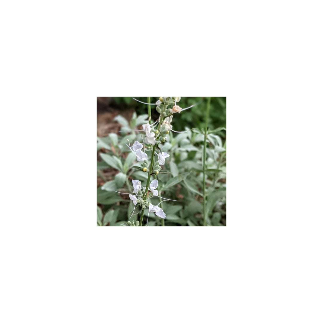 White Sage Planting Organic Heirloom Non Gmo Flower Herb Flower Seeds Home Garden Planting, [neera-v5-ea22112df11498f7c377]