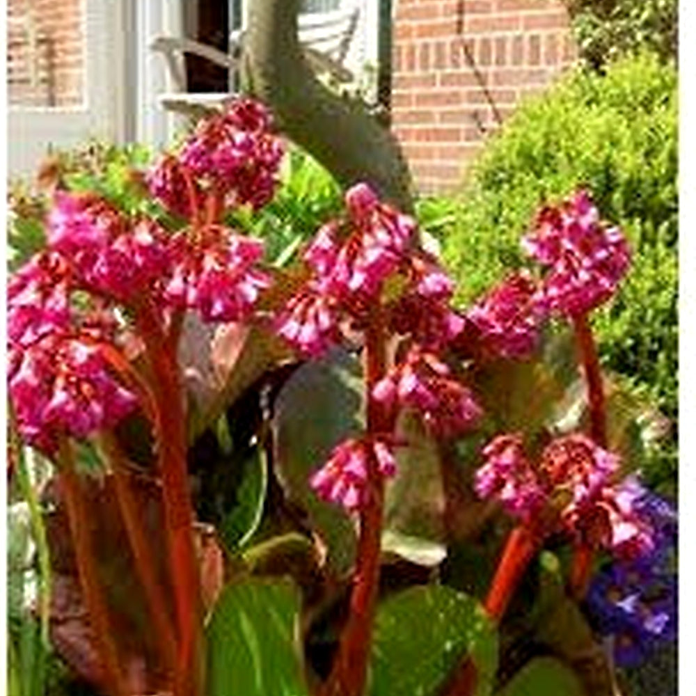 Heirloom Red Bergenia Cordifolia Flower Seeds, Non-GMO Perennial Bloom Seeds for Garden Planting [neera-v5-ea232bcc476190bfdbec]