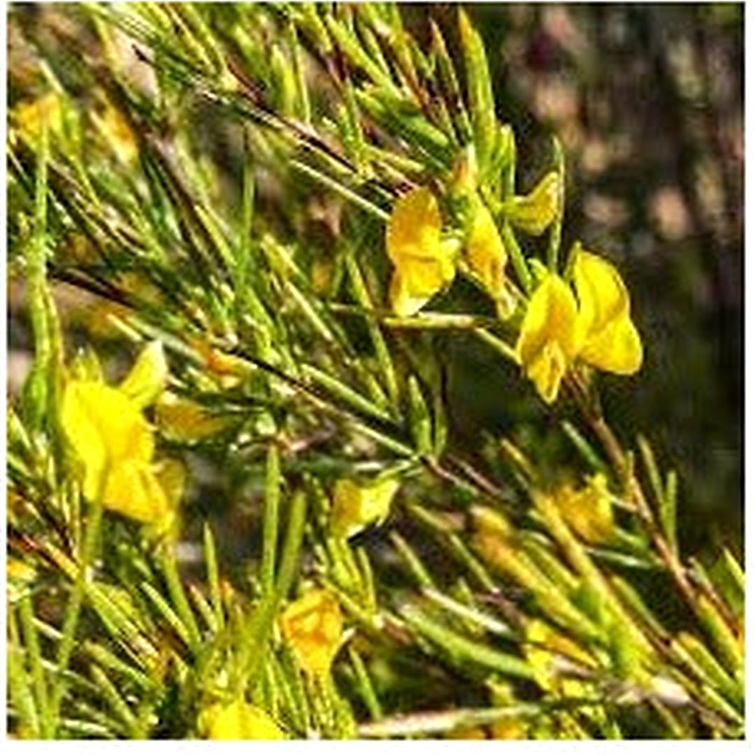 Aspalathus Flower Seeds for Planting [neera-v5-ea372aac3d3ba30f67ea]