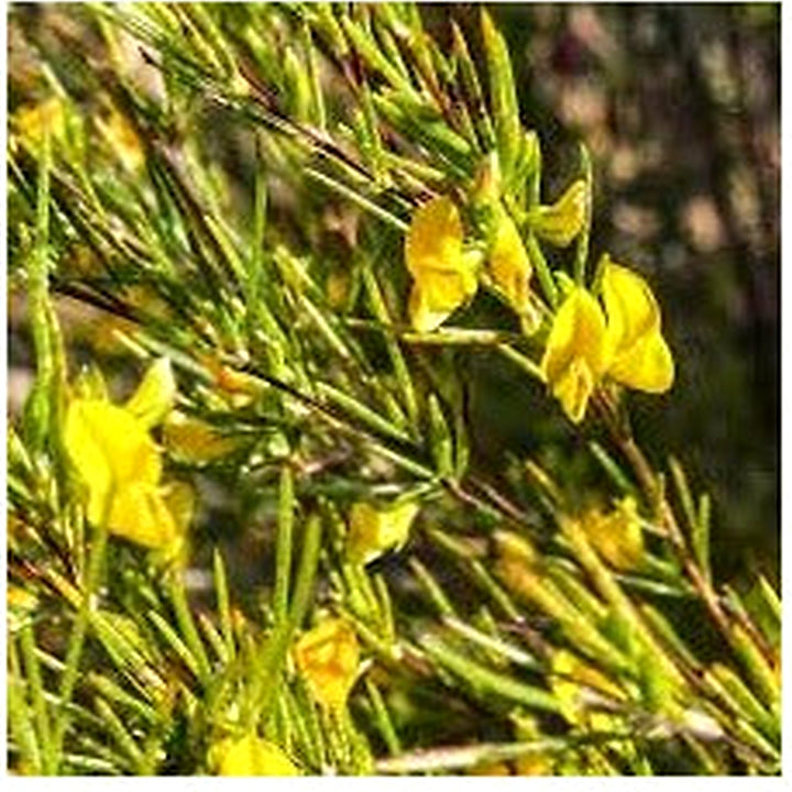Aspalathus Flower Seeds for Planting [neera-v5-ea372aac3d3ba30f67ea]