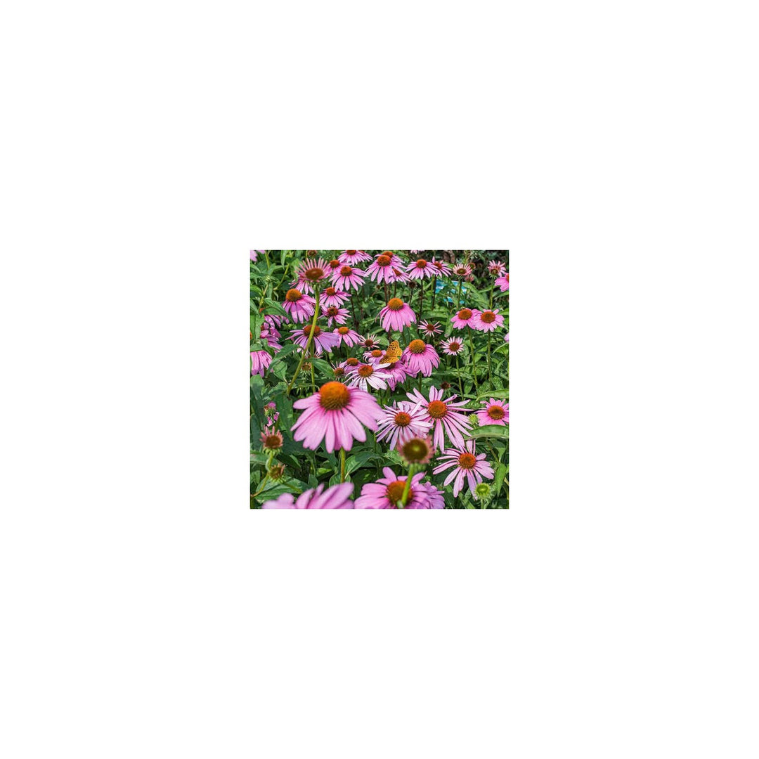 Pink Baby Echinacea Wildflower For Planting To Attract Pollinators And Butterflies Heirloom Flower [neera-v5-ea3b379fc4d2035a719c]