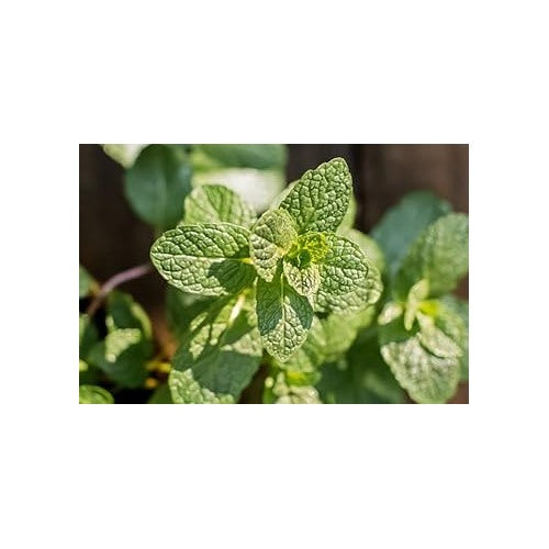 Mint Mentha Seeds for Planting [neera-v5-ea405662000ba23c3262]