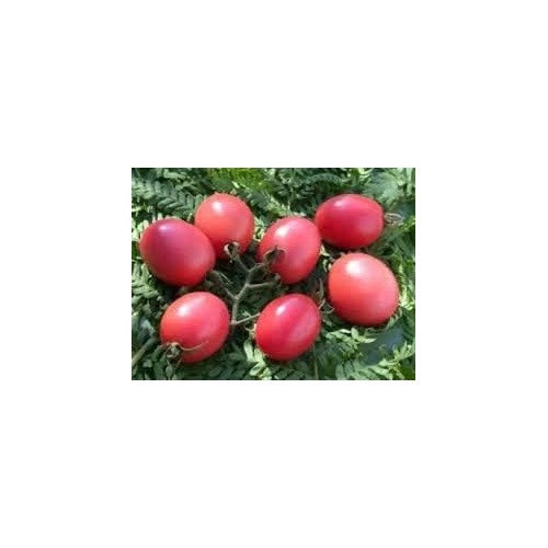 Tomato Seeds for Planting, Pink [neera-v5-ea572377aa404bfa5db7]