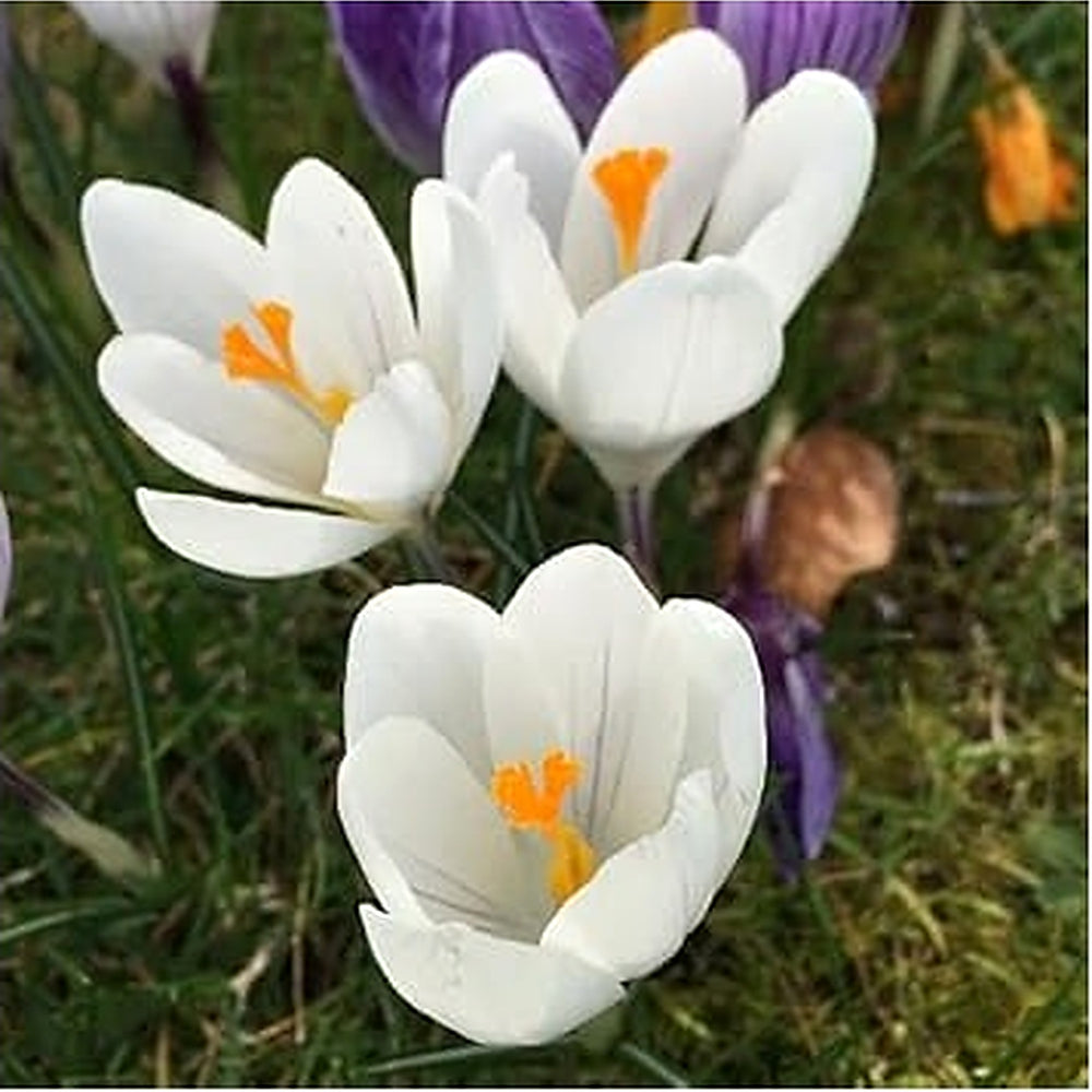 White Crocus Flower Seeds for Planting [neera-v5-ea5d075478e19f41d643]