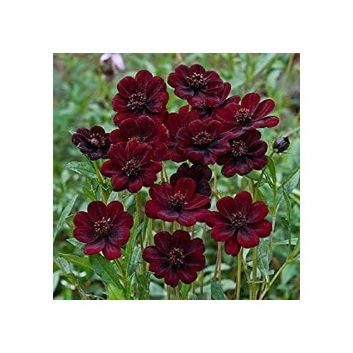Chocolate Cosmos Flower Seeds for Planting [neera-v5-ea5edea012da5a5592ce]