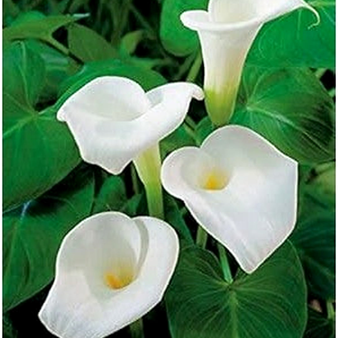Heirloom White Calla Flower Seeds for Planting [neera-v5-ea6b3bb79238151b1fd2]