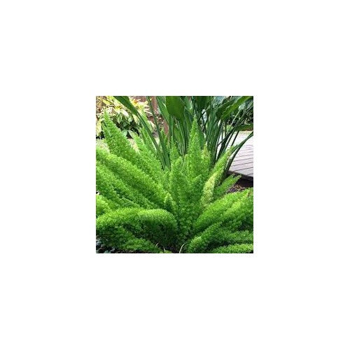 Green Asparagus Fern Plant Seeds for Planting [neera-v5-ea6ee0ffdf83d733f200]