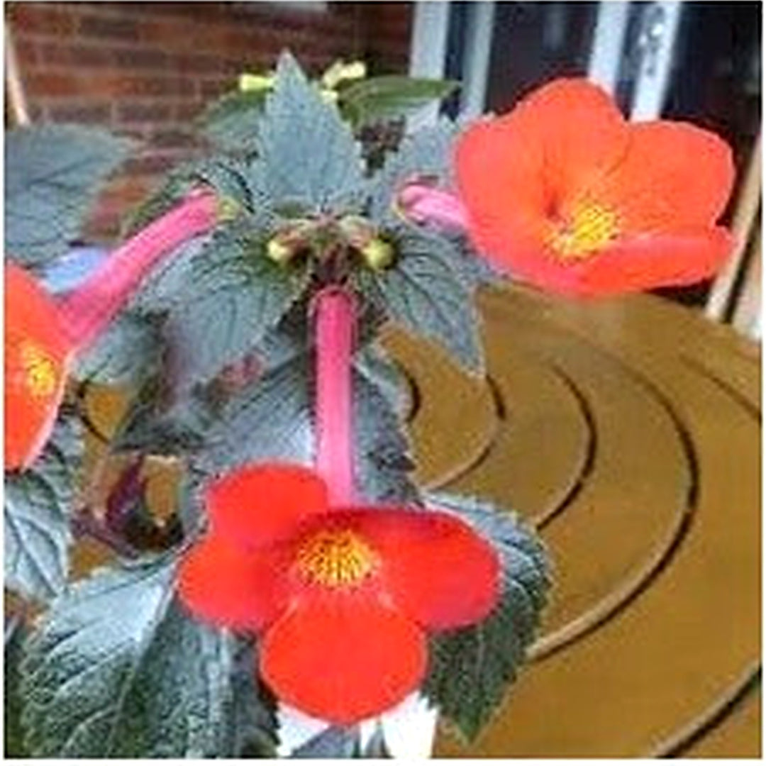 Heirloom Non-GMO Achimenantha Flower Seeds for Planting [neera-v5-ea7061ff3e17861824f4]