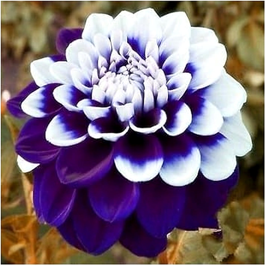 Heirloom White Violet Dahlia Flower Seeds [neera-v5-ea7222ae502a0dc02ada]