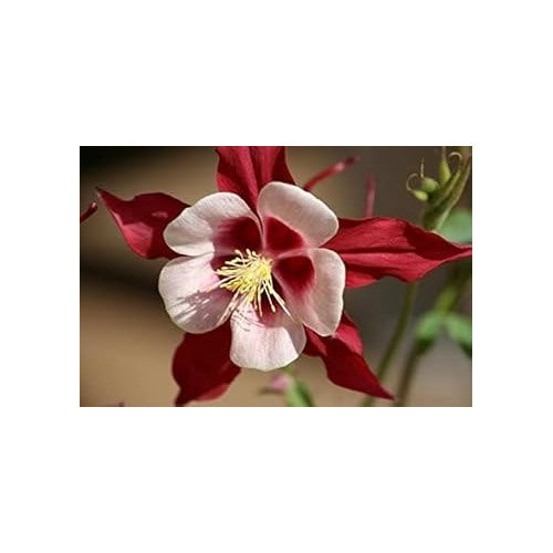 Heirloom Non-GMO Burgundy Columbine Flower Seeds for Planting [neera-v5-ea7c4816c81aac46720d]