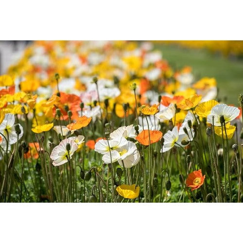 Ballerina Mix Poppy For Elegant Colorful Poppy Flowers Flower Seeds for Home Garden Planting, [neera-v5-ea81899baf476bebced5]